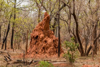 De hoogste termieten kathedraal ooit gevonden was 13 meter hoog.