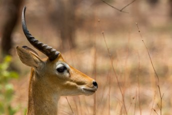 Dit is weer een Kob (antilope).
