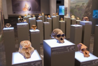 Ook maar eens het museum in om o.a. te leren dat toen de eerste mensen vanuit Afrika de wereld introkken ze via de Caucasus (en dus Georgië) liepen.