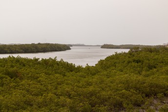 Het hotel ligt aan de rand van een enorm mangrovebos, Saloum genaamd.