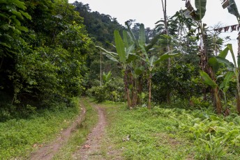 Na Santa Catarina gaat de weg onverhard verder door koffie en cacoa plantages.