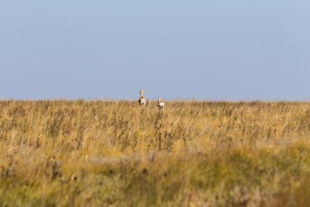 Terwijl we langs de grens met China naar het zuiden reden kwamen we eindelijk twee gazelles tegen.