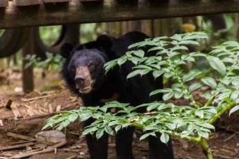 dit is een aziatische zwarte beer, in een opvang