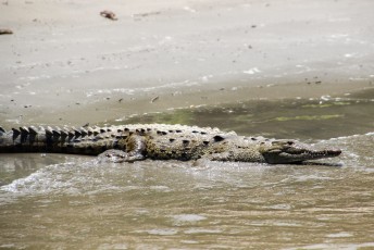 waar de krokodillen welig tieren