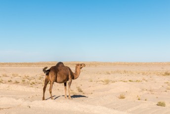 We hadden maar vijf dagen op ons visum dus we reden snel verder door de Karakum Woestijn.