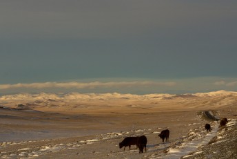 Onze trip in de Gobi zat er op, we reden door een inmiddels wit landschap terug naar Ulaanbaatar.
