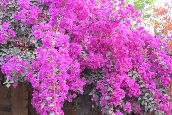 Bloemen in de tuin van ons hotel en Samaipata.