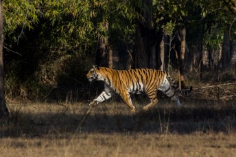 En daar houdt deze Bengaalse tijger ook wel van.