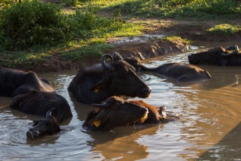 de waterbuffels zitten nog in bad als we komen