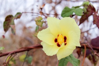 Alle bloemen op de Galapagos zijn geel of wit, omdat de Galapagos bijtjes alleen die kleuren mooi vinden.