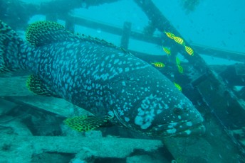op het laatst zagen we nog een grouper met zijn groupies