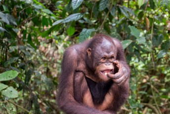 Orang-utan=Maleisisch voor: Man van het woud