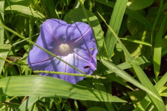Opvallend veel bloemsoorten aldaar zijn lila/violet/paars.