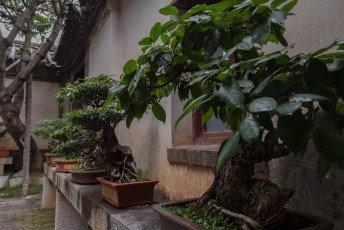 Het paleis staat vol met Bonsai boompjes.