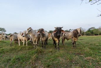 Met een finca (boerderij) waar ze koeien verbouwen.