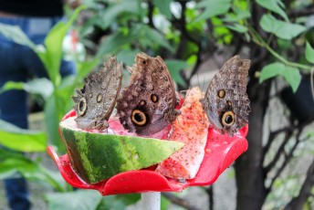 Volgende programmapunt de vlindertuin in Medellin.