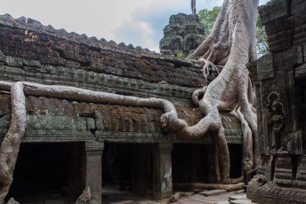 De tempel is beroemd omdat ie overgroeid is met bomen, maar volgens mij is er straks niks meer van over als ze de bomen niet kappen.