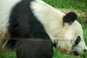 de gratis dierentuin van Mexico stad is 1 van de 8 dierentuinen buiten China met pandas