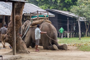 De volgende dag gingen we nog een keer het park in, maar dan achterop deze olifant.