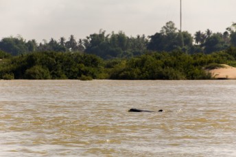 1 van de laatste 40 Irrawaddy zoetwater dolfijnen in de Mekong bij Kratie