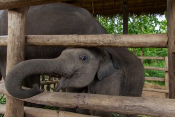 er was in deze olifanten opvang ook een babytje geboren