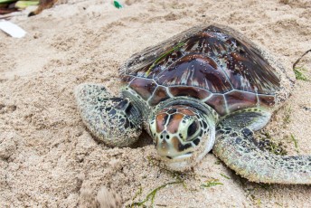 op strand moet je wel uitkijken voor alle schildpadden die er hun eieren leggen