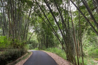 de weg voert verder door een bamboebos
