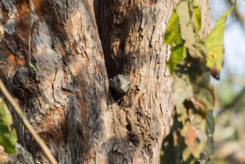 Een monitor lizard (varanus bengalis) in de boom.