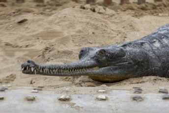 Krokodillen zijn normaal al niet mooi, maar deze Gaviaal (Gavialis gangeticus) slaat alles. Vandaar dat ie met uitsterven bedreigt is denk ik.
