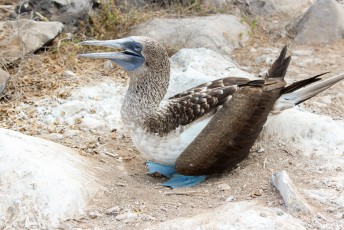 De vogel waar de Galapagos beroemd om is en de enige vogel ter wereld met blauwe voeten.