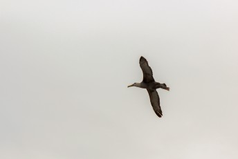 Een albatros.