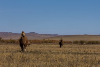Inmiddels ver in het afgelegen noord-oosten troffen we nog steeds kamelen aan.