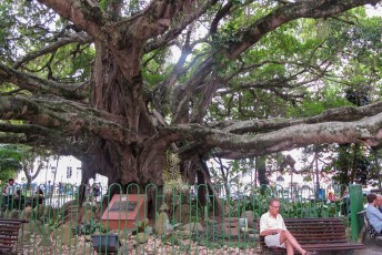 Met een 250 jaar oude boom.