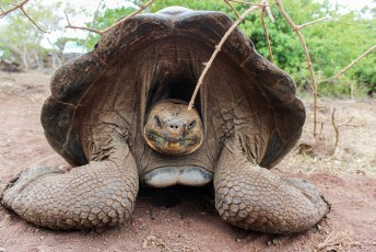 's Middags meteen al de eerste reuzenschildpadden gezien.