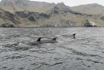 en we werden verrast door een groep dolfijnen