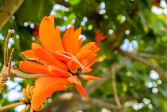 de bloem van de Coral Tree