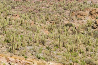 de volgende dag naar de vallei Pisco Elqui met behalve veel pisco ook veel cactussen