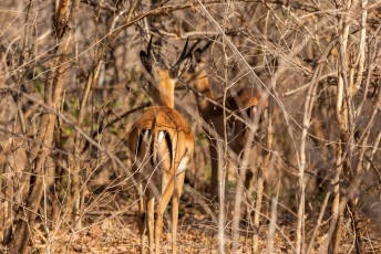 Terwijl we terugreden naar de lodge vluchten er nog een paar jonge mannetjes impalas de bosjes in.