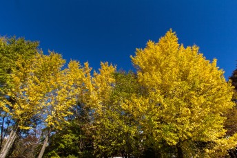 en nog een laatste plaat van de herfstkleuren in Japan