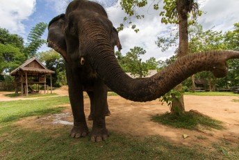 populair in LP zijn de mahout trainingen