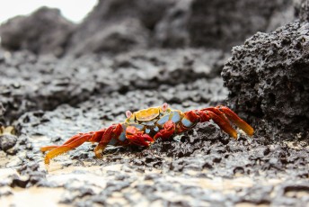 Lastig op de foto te zetten want ze zijn vlug als water de sally lightfoot crab.