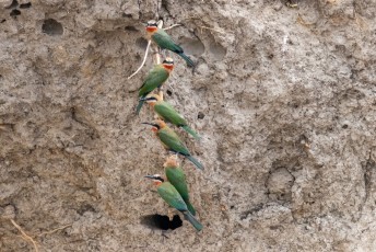 Deze Witkapbijeneters (Merops bullockoides) zaten gezellig samen op een wortel naar de toeristen die langsvoeren te kijken.