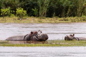 We gingen een stukje varen op de Rusizi rivier. De rivier heeft lekker modderig water, vandaar dat deze nijlpaarden zo tevreden kijken.