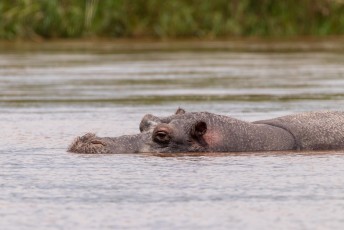 Volgens diverse gidsen die wij de afgelopen tijd spraken is nijlpaardbiefstuk erg lekker, helaas nog niet kunnen proberen.