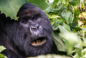 Iedere gorilla is te herkennen aan zijn neus, die is uniek zoals bij ons de vingerafdruk.