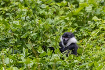 Een apensoort die alleen in deze grensregio van Congo, Rwanda, Burundi en Oeganda voorkomt.