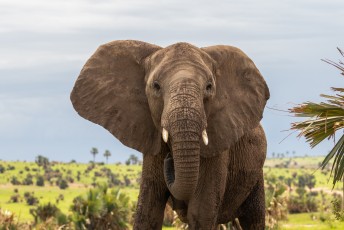 Daarna hadden we even een spannend momentje met aan weerskanten een groep olifanten waar we dus tussendoor moesten rijden.