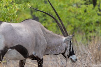 Weer een vinkje op de lijst, de Gemsbok of Oryx.