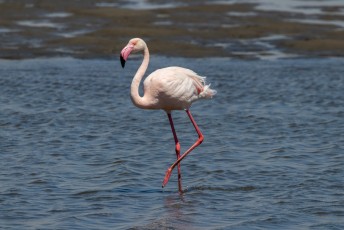 Het zijn gewone flamingos, de grootste van de twee soorten.
