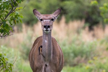 Een vrouwetjes kudu met ossenpikker.